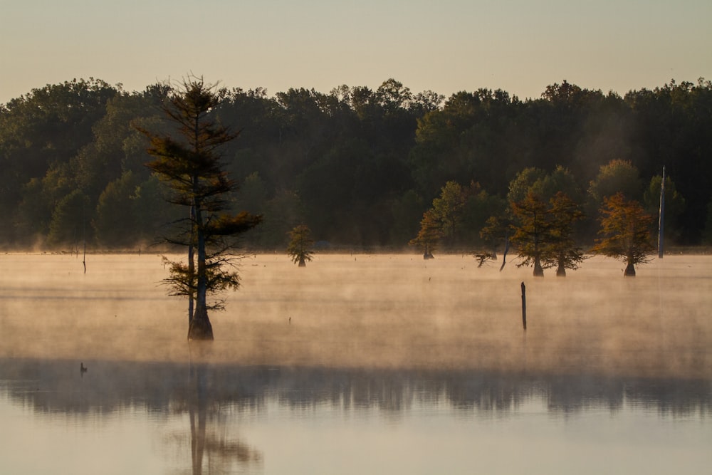 green trees on brown field near lake during daytime