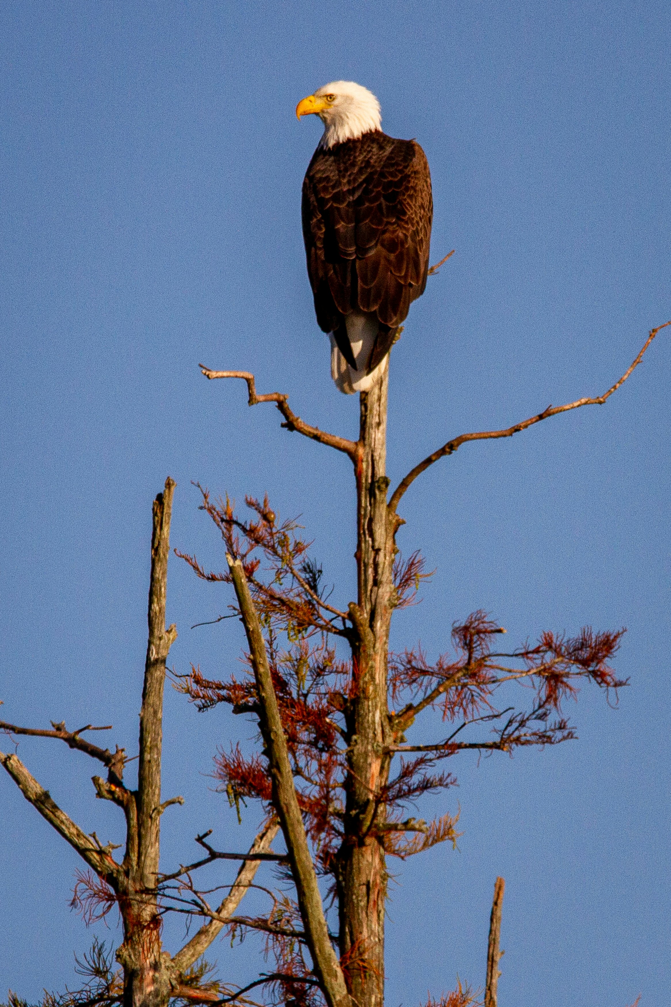 A bald eagle perched at the top of a cypress tree.