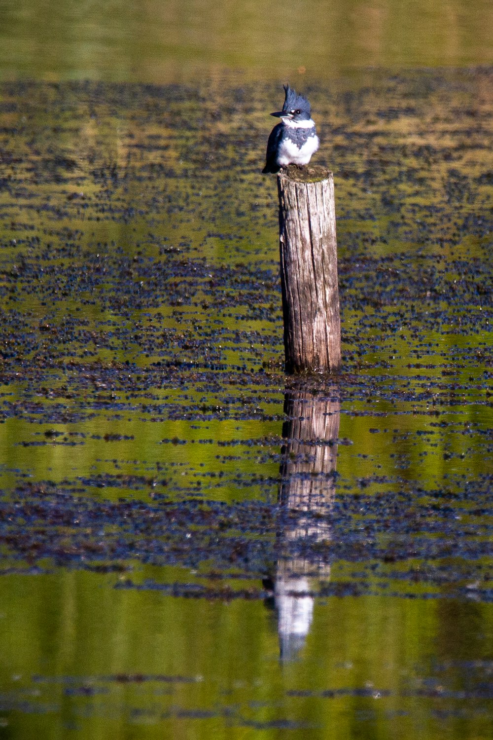 poteau en bois brun sur l’eau