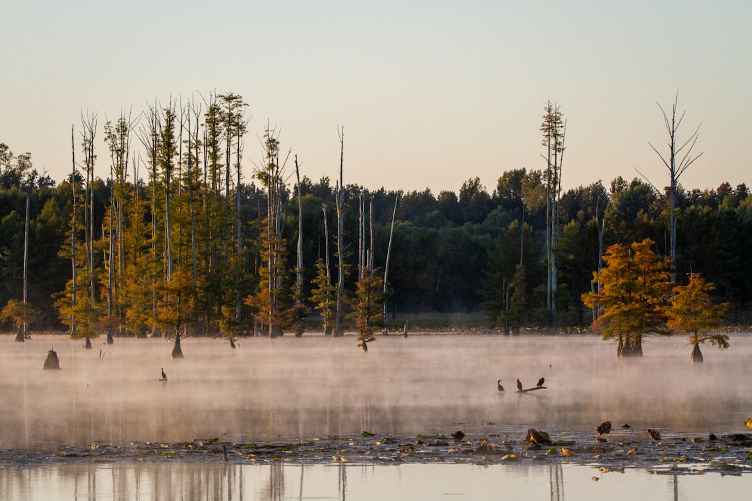 green trees near body of water during daytime, The morning mist over Oneal Lake at Hatchie NWR.
