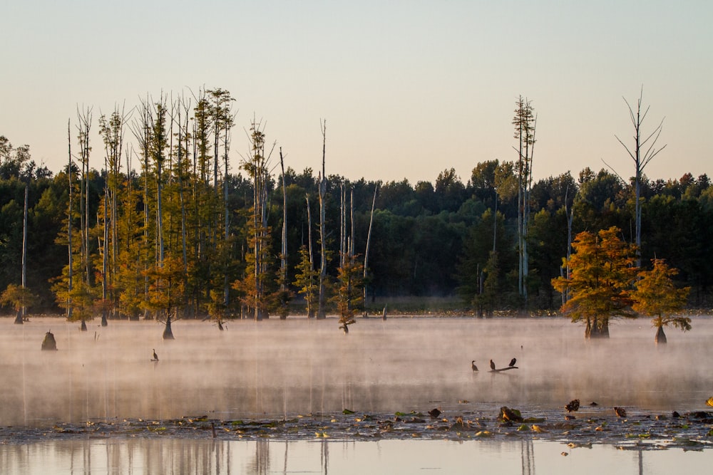 green trees near body of water during daytime