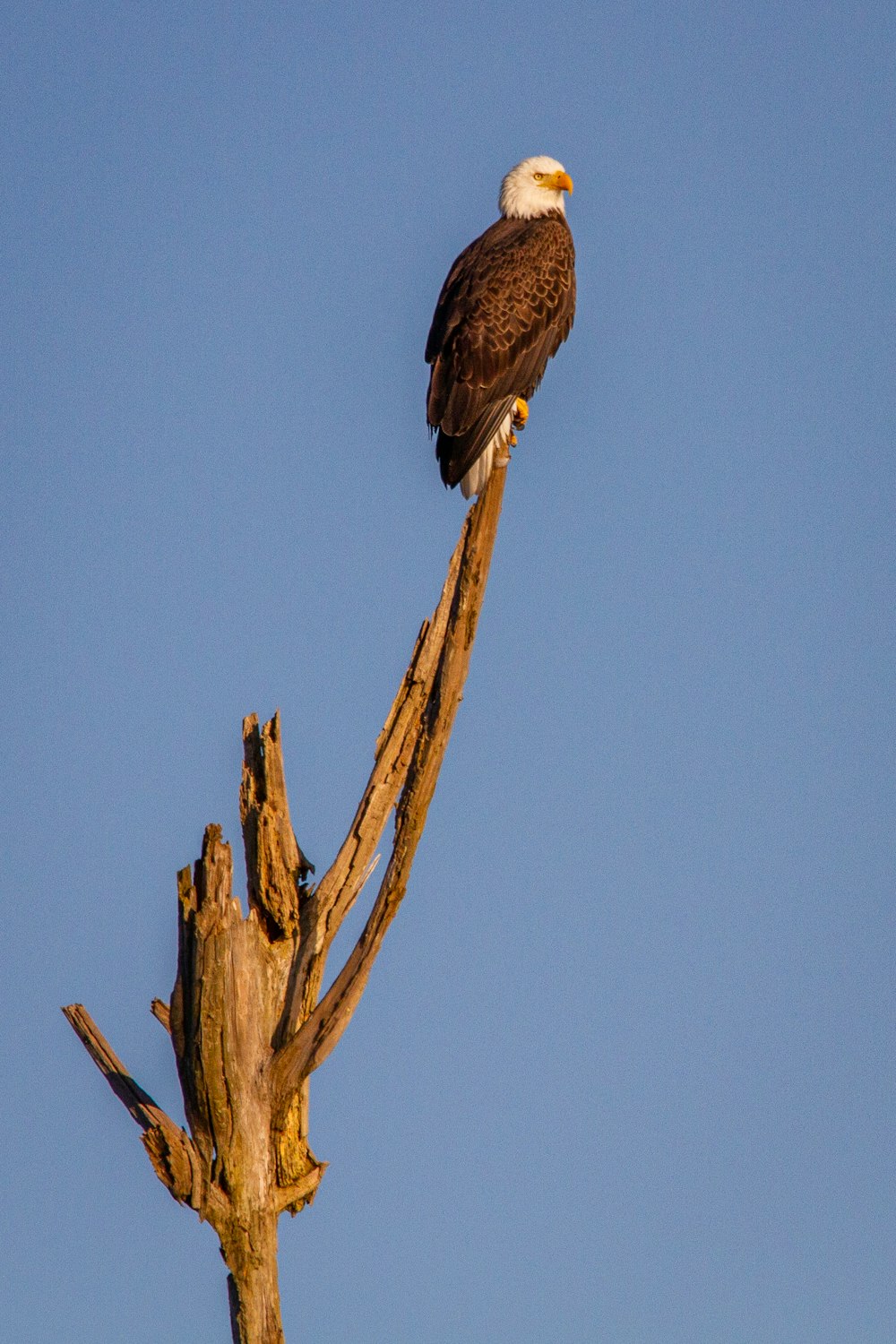 brown bird on brown tree branch during daytime