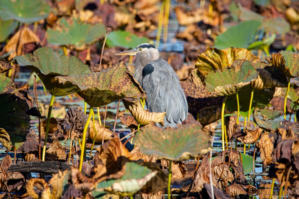 grey and white bird on green plant