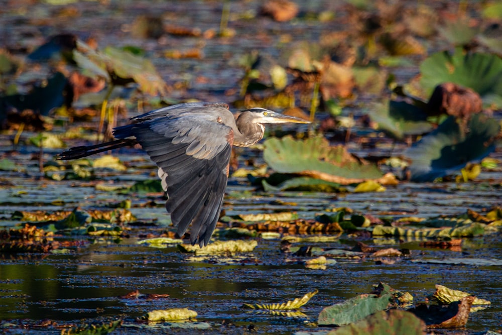 black and white bird flying over water