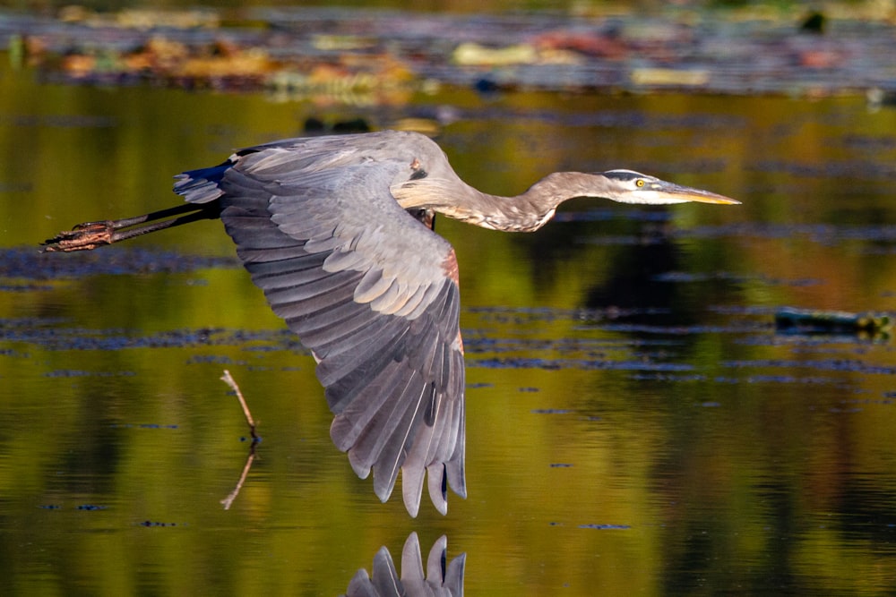 grey heron flying over the lake during daytime