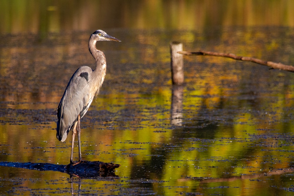 grey heron on water during daytime