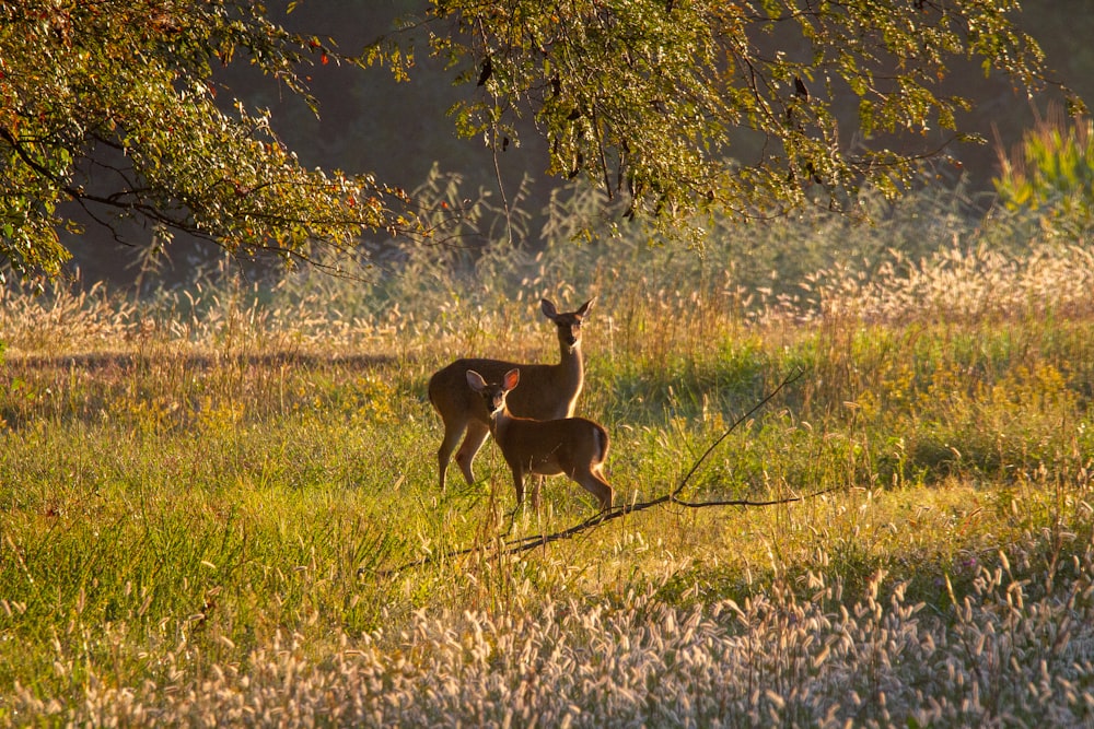 Cerf brun sur un champ d’herbe verte pendant la journée