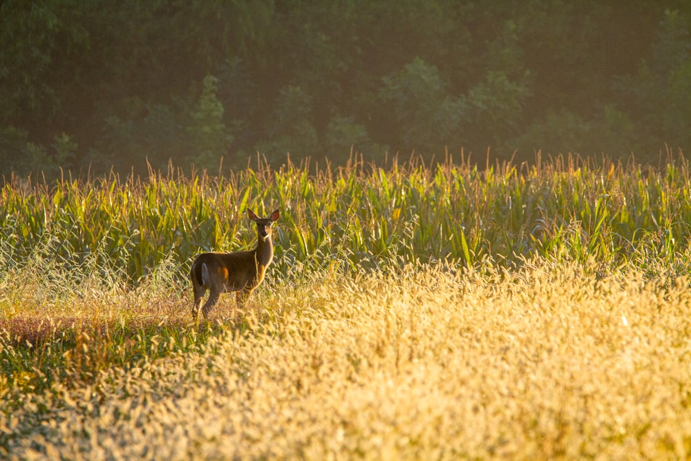 Cerf brun sur un champ d’herbe verte pendant la journée