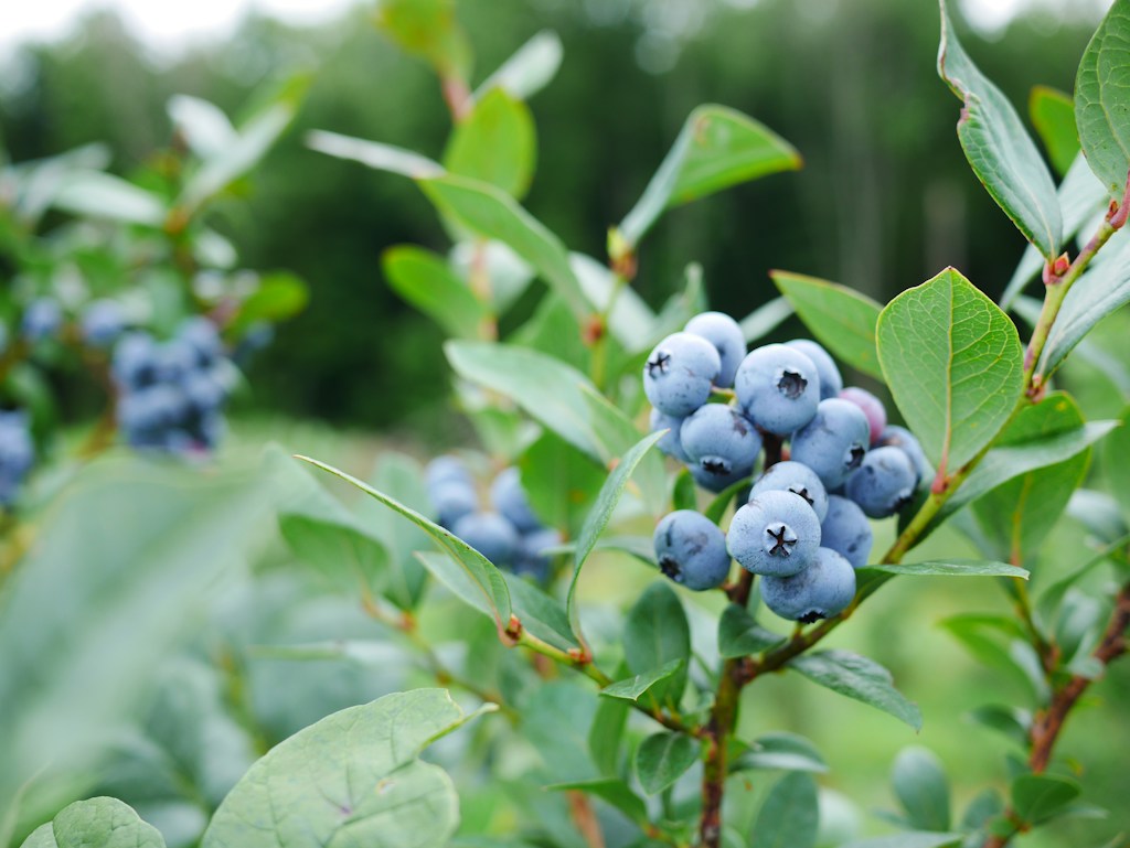 Blueberry Bushes