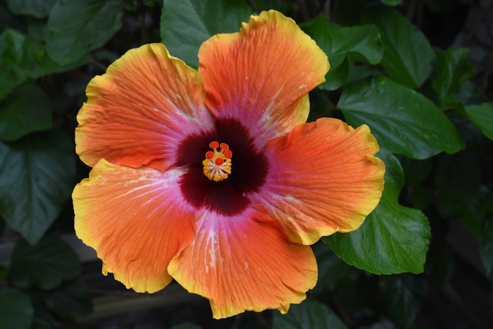 yellow and red flower in bloom