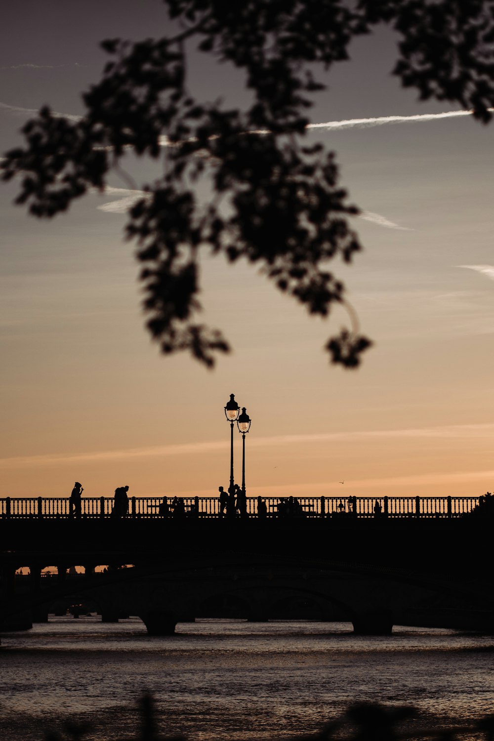 silhouette of trees near body of water during sunset