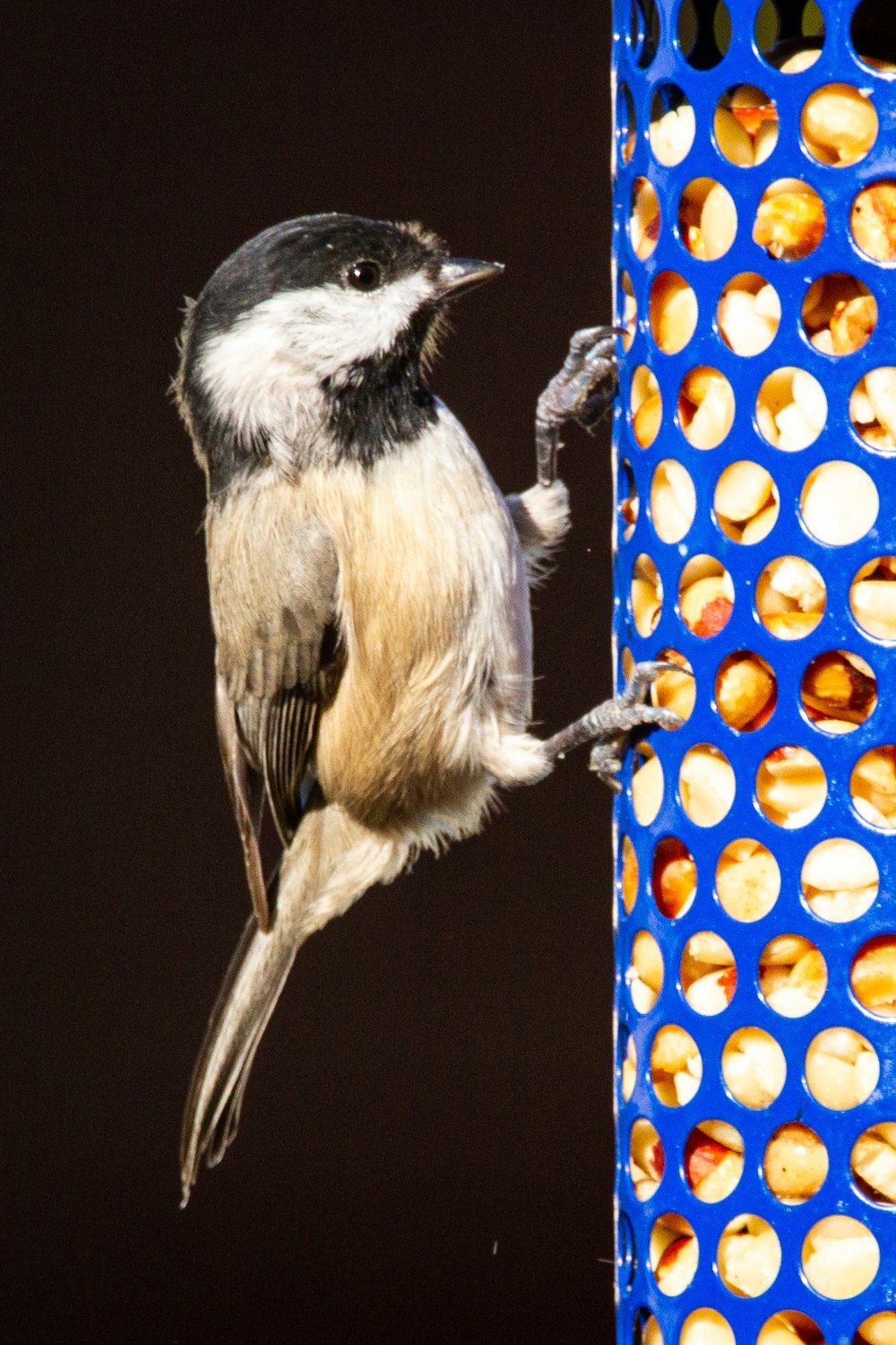 schwarz-weißer Vogel auf gelbem und blauem Polka Dot Textil