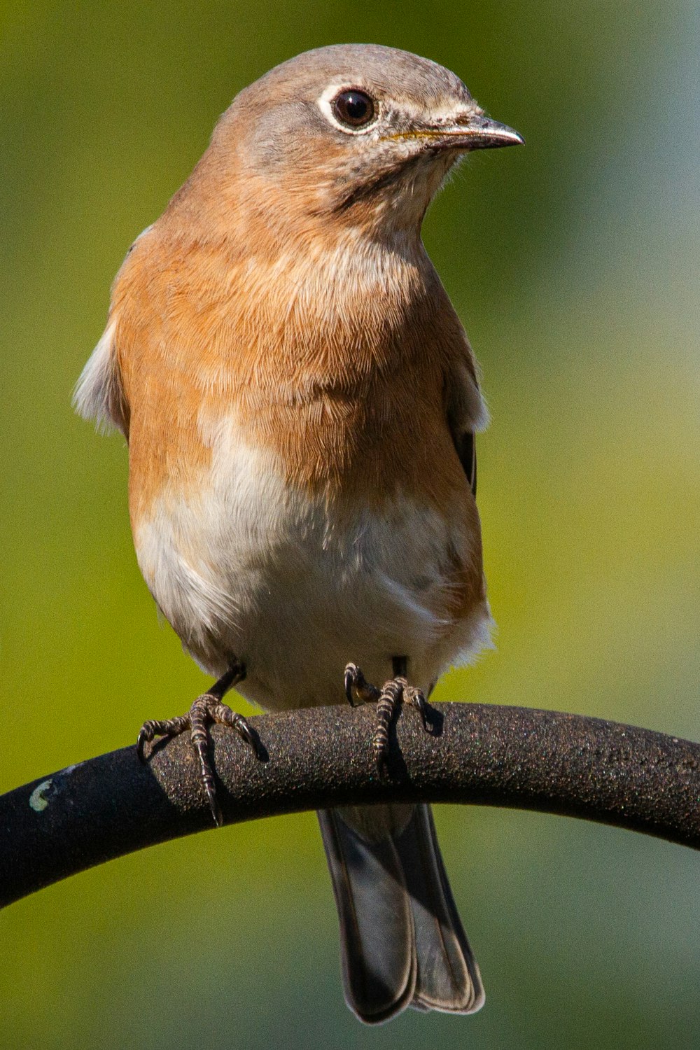 brown and white bird on tree branch