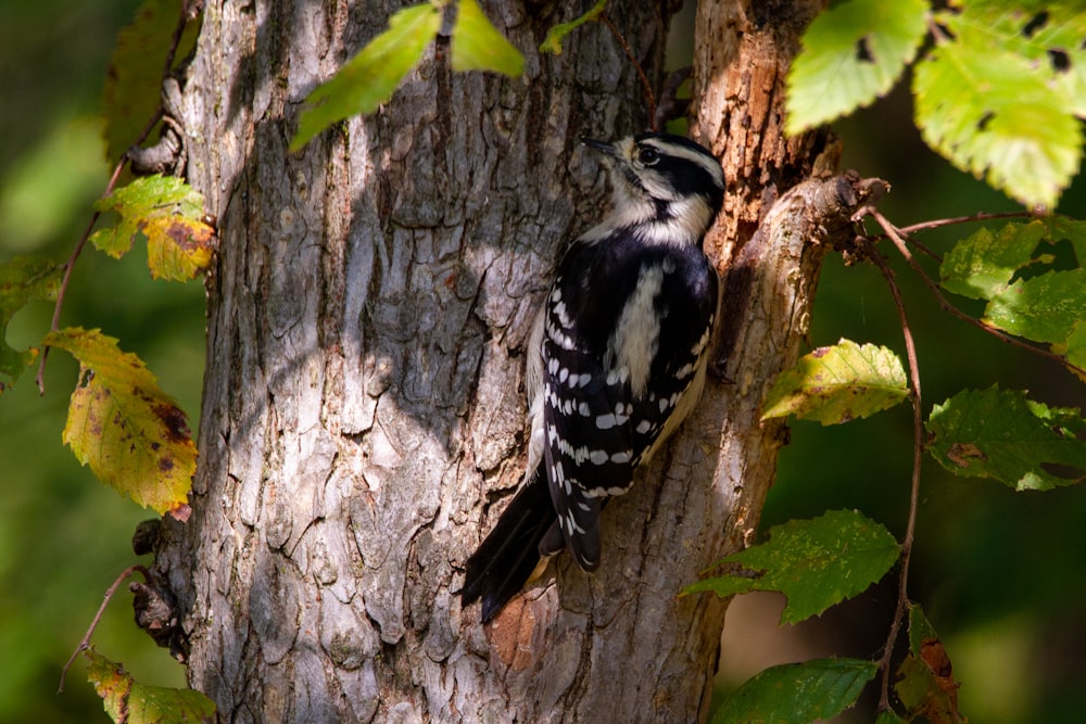 black and white bird on brown tree branch during daytime