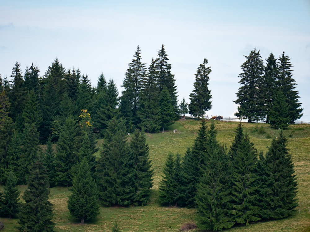 Grüne Kiefern unter blauem Himmel tagsüber