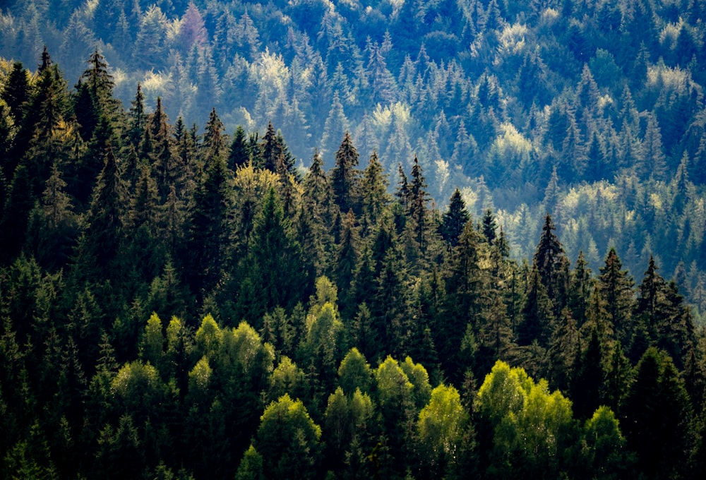 green trees under blue sky