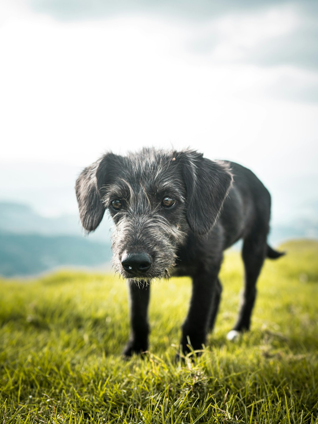 black short coat medium dog on green grass field during daytime