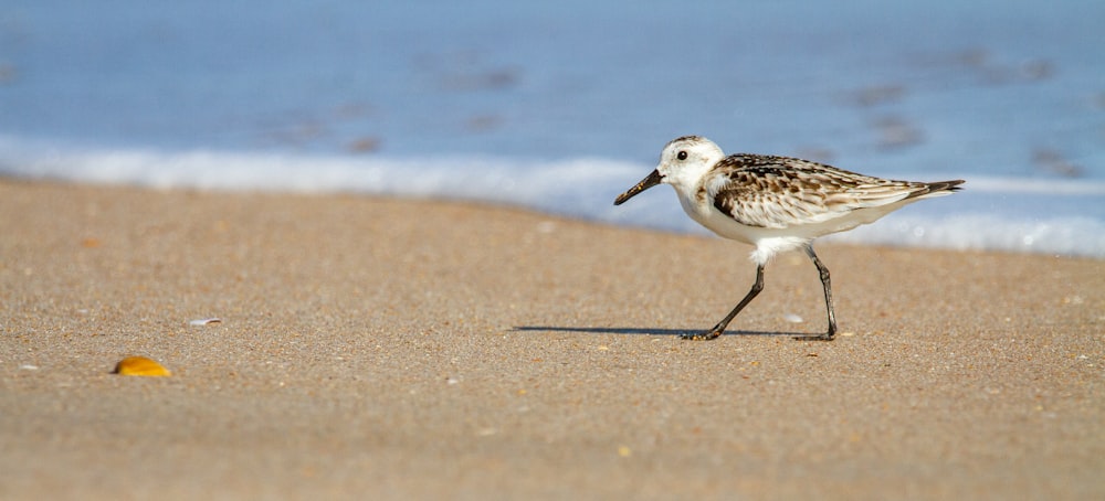 white and brown bird on brown sand during daytime