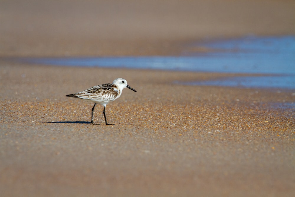 white and black bird on brown sand during daytime