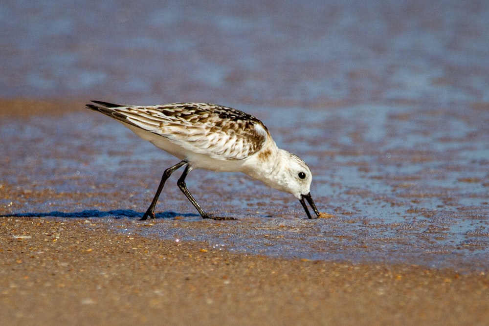 pássaro branco e preto na areia marrom durante o dia