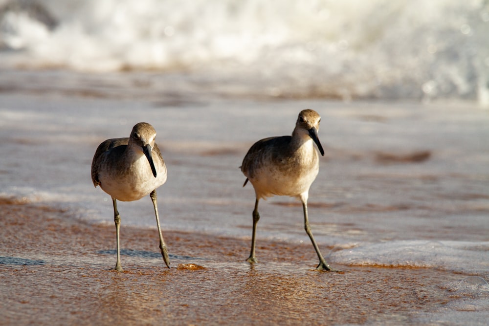 trois oiseaux sur l’eau pendant la journée