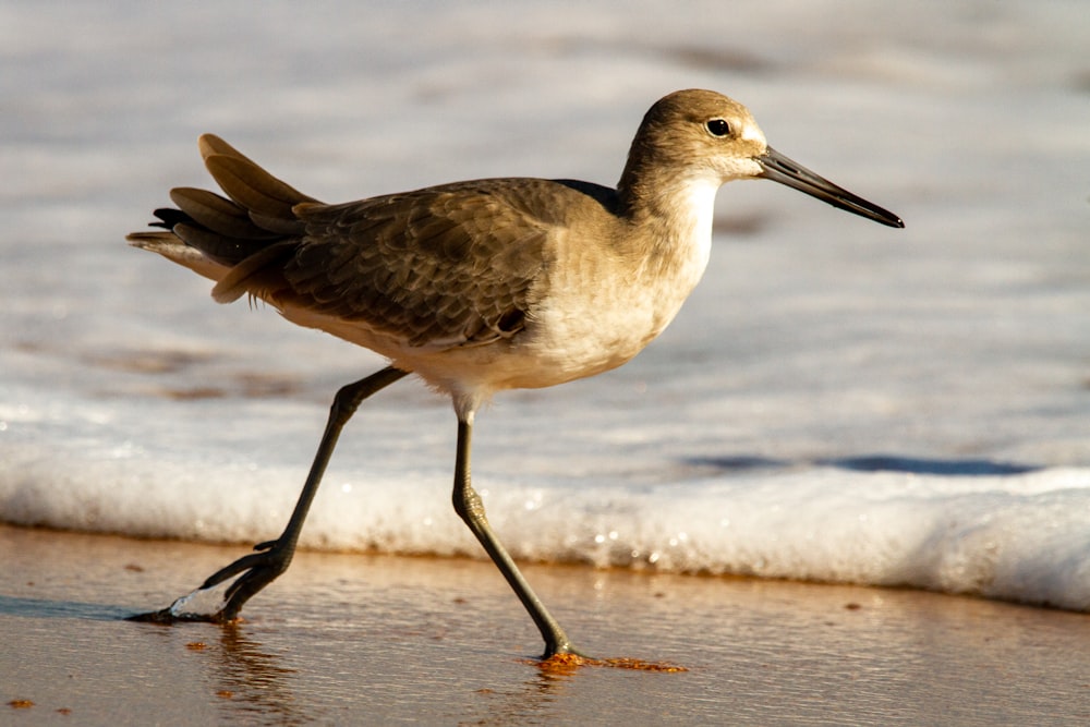 Uccello marrone su sabbia bianca durante il giorno