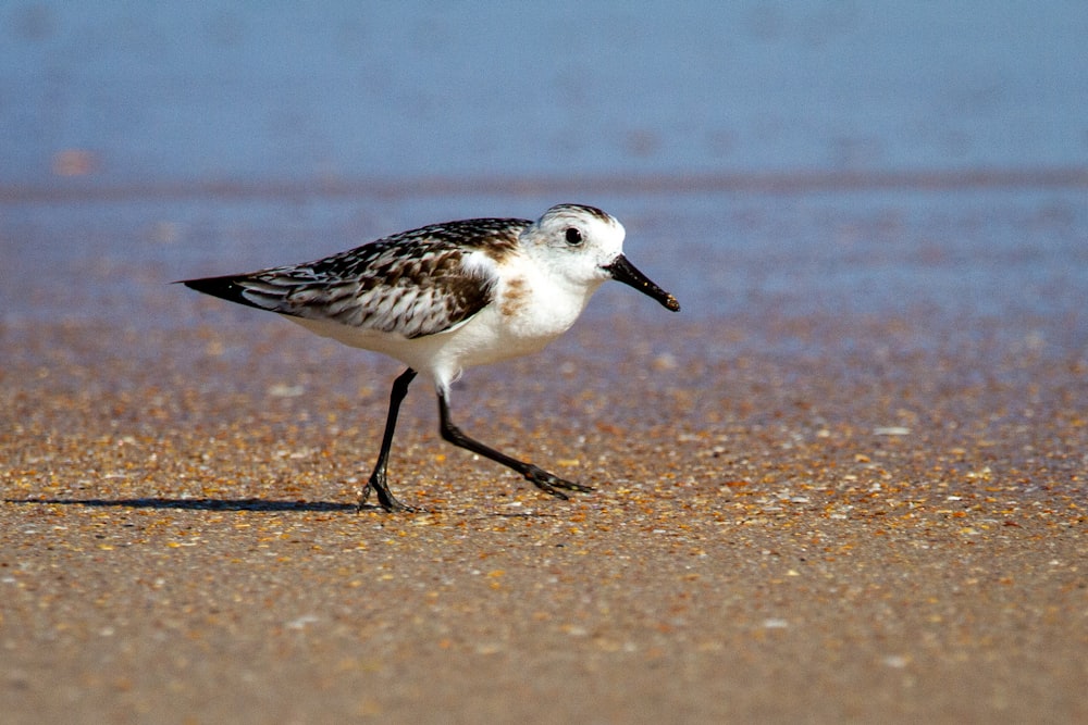 white and black bird on brown sand during daytime
