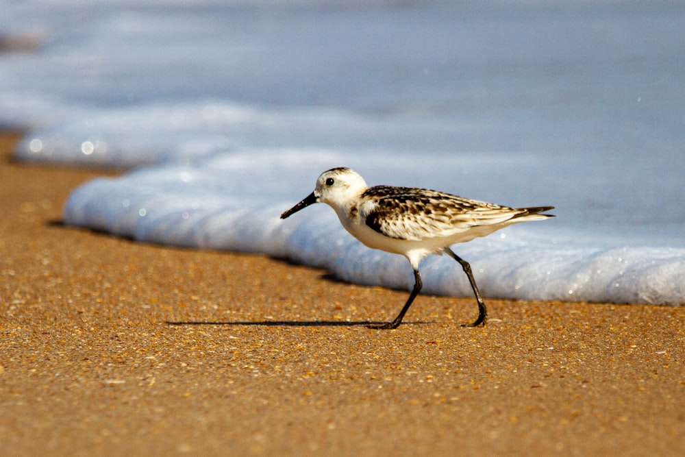 oiseau blanc et noir sur le sable brun pendant la journée