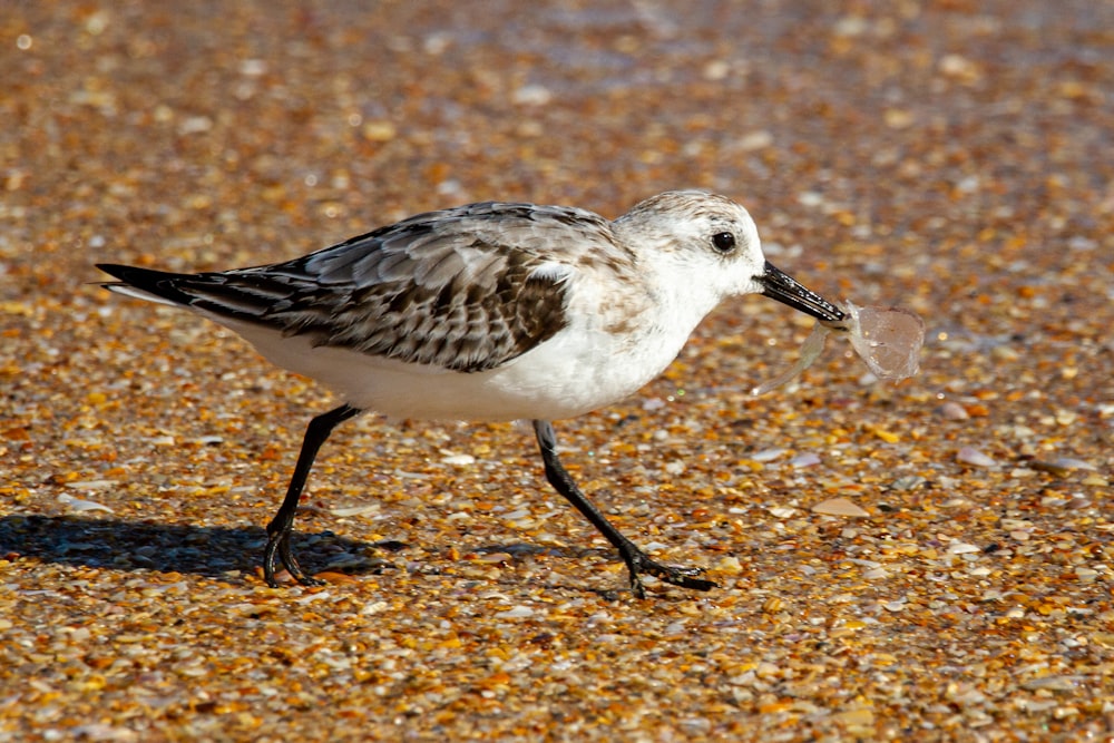 white and black bird on ground