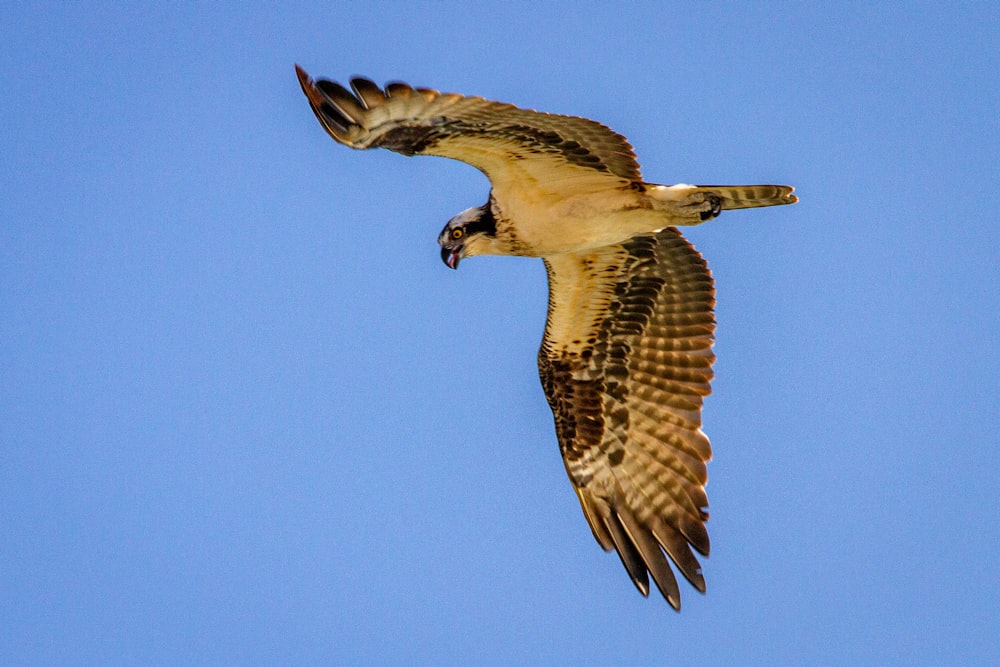 Uccello marrone e bianco che vola durante il giorno