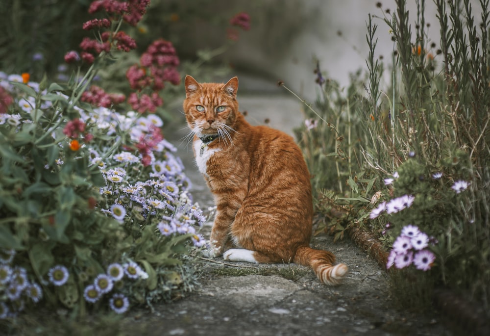 orange tabby cat on gray concrete floor