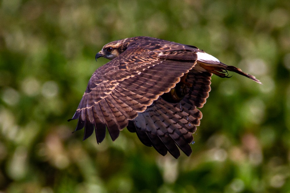 brown and white eagle flying during daytime