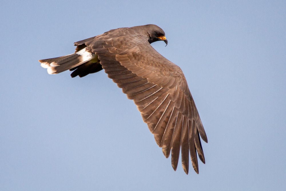 brown and white bird flying during daytime