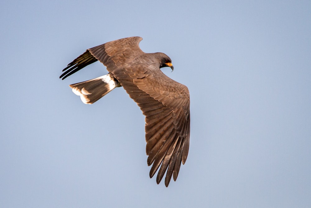 brown bird flying in the sky