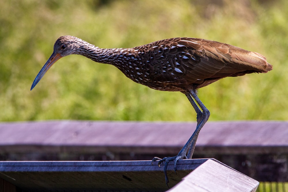 昼間の黒い金属製の柵の上の茶色の鳥