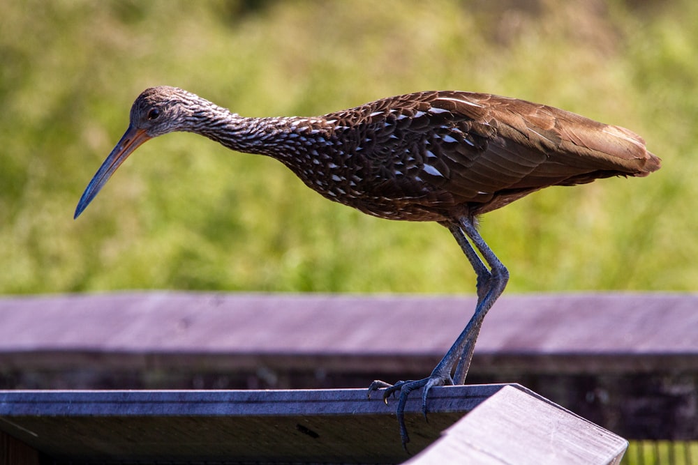 brown bird on black metal fence during daytime