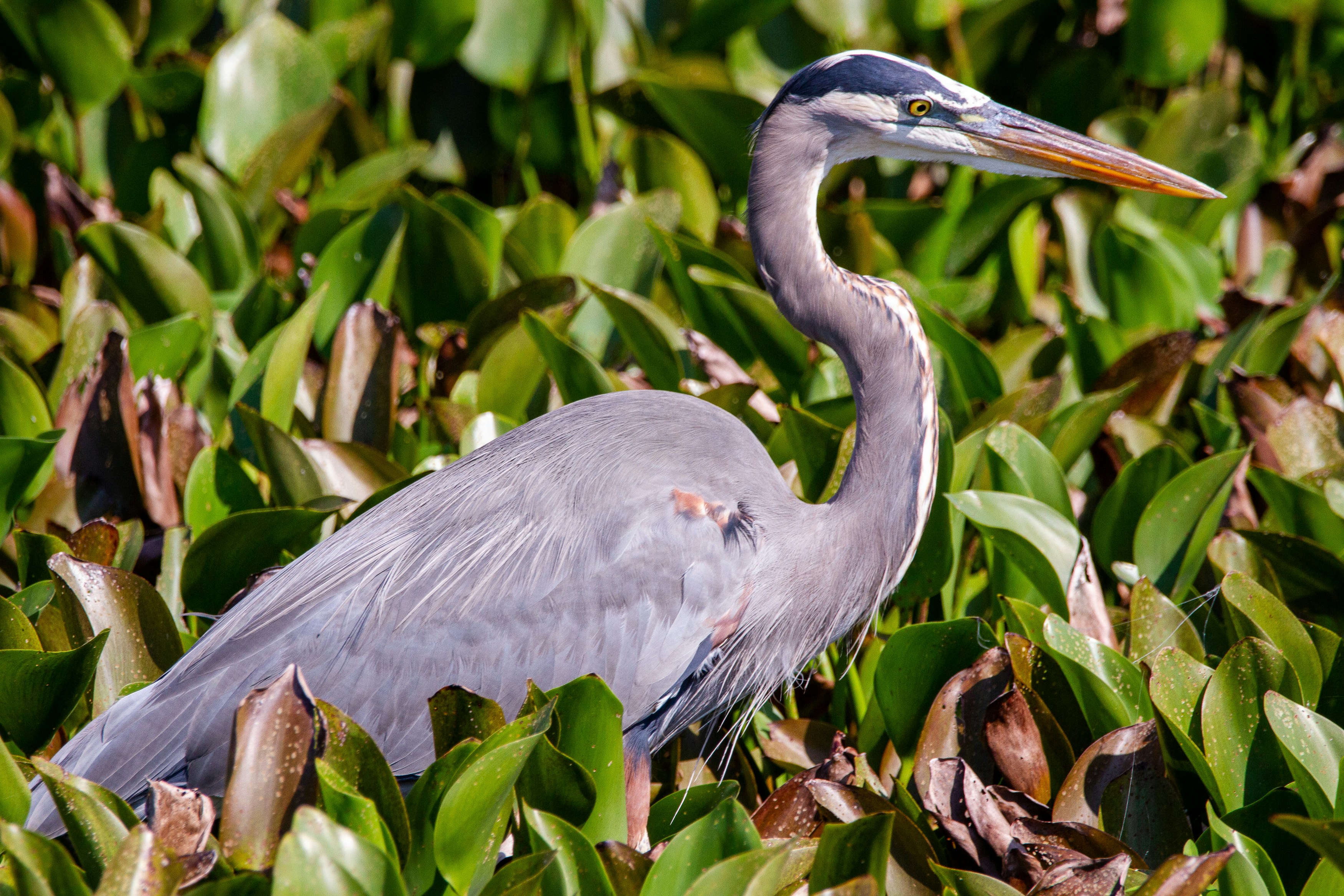 grey bird on green plant, A great blue heron in a mass of water hyacinth.