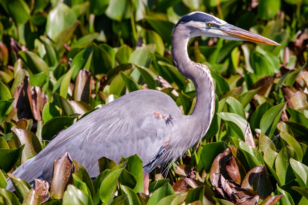 grey bird on green plant