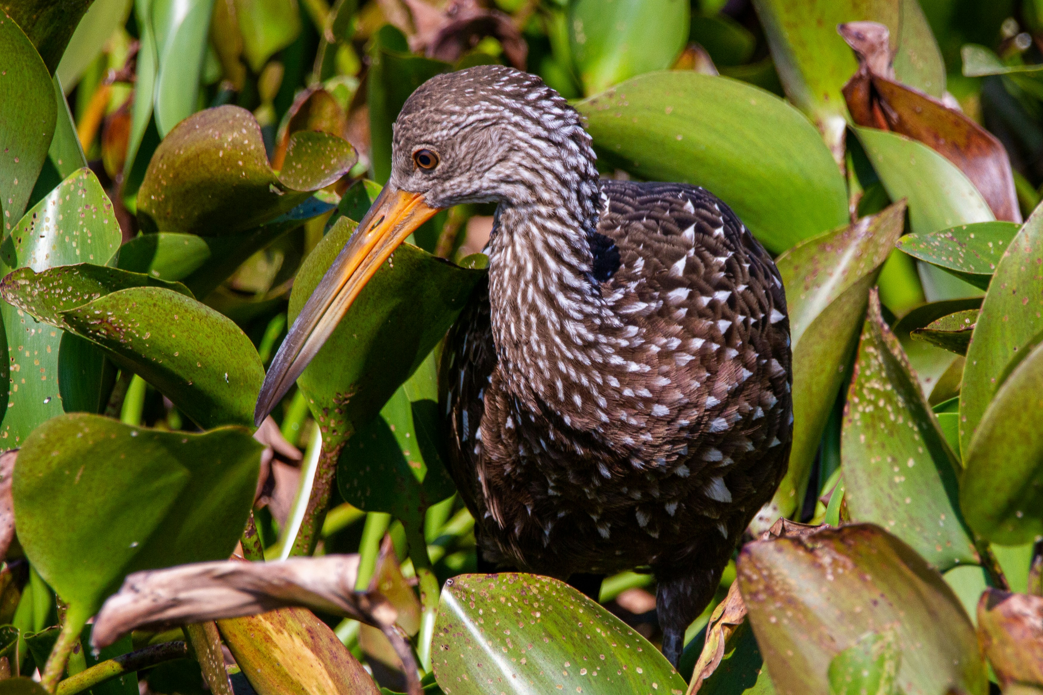 A limpkin in a mass of water hyacinth.