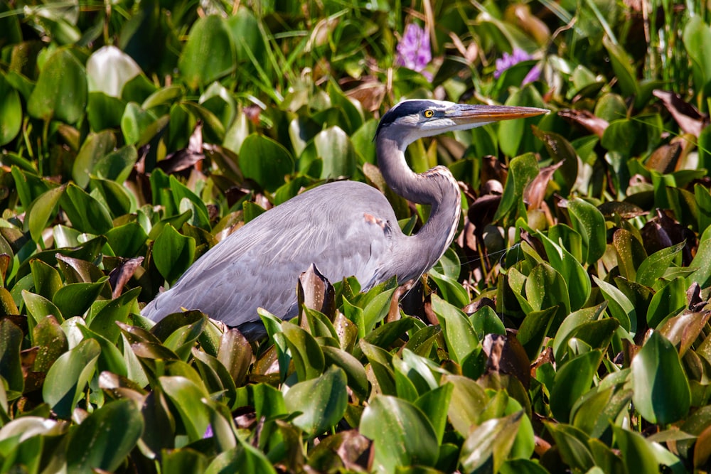 grey bird on green plant