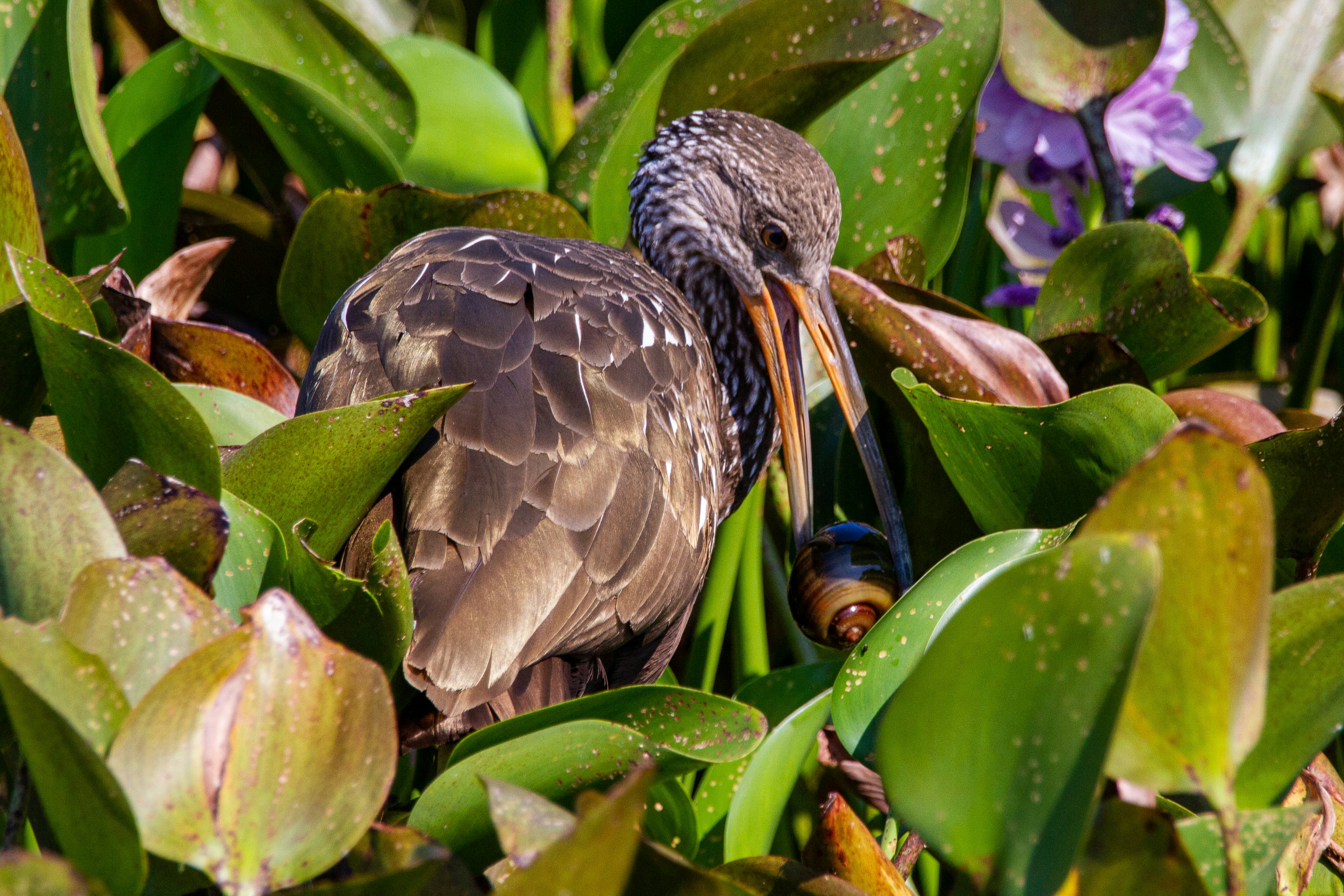brown and black bird on green plant, A limpkin snatches a snail amongst the water hyacinth.