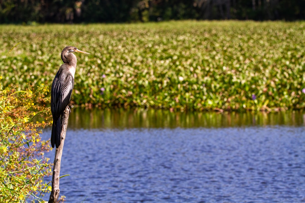 black and white bird on brown tree branch near body of water during daytime