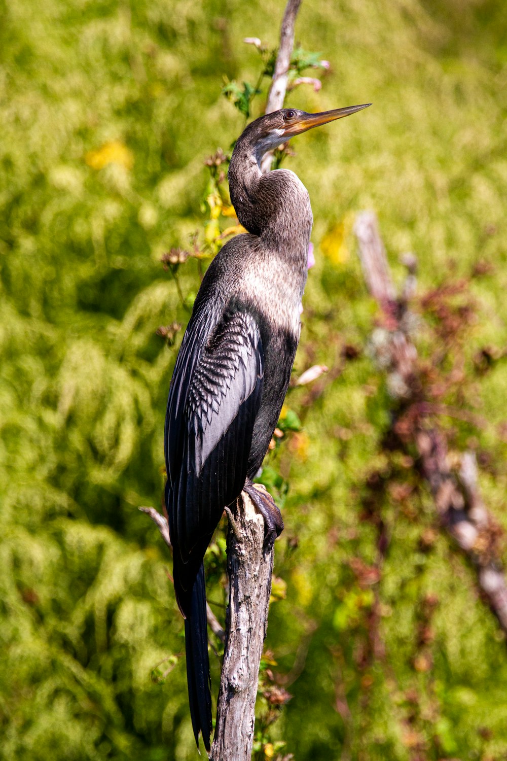 pássaro preto no galho marrom da árvore durante o dia
