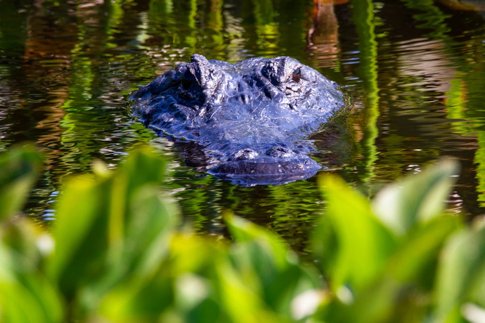 crocodilo preto na água durante o dia