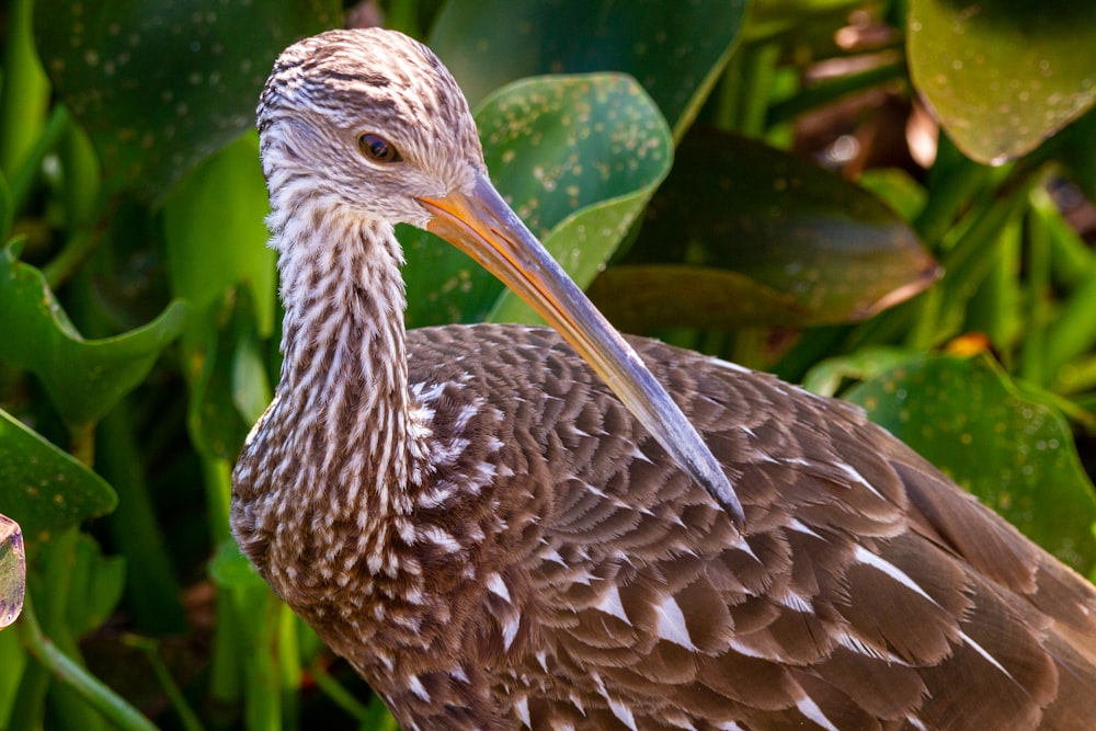 brown bird on green plant