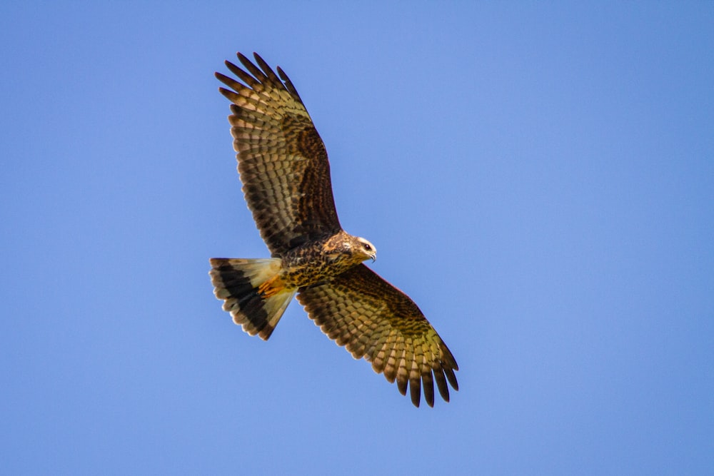 brown and white bird flying during daytime