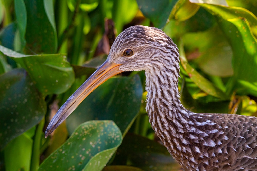 oiseau brun et noir sur plante verte