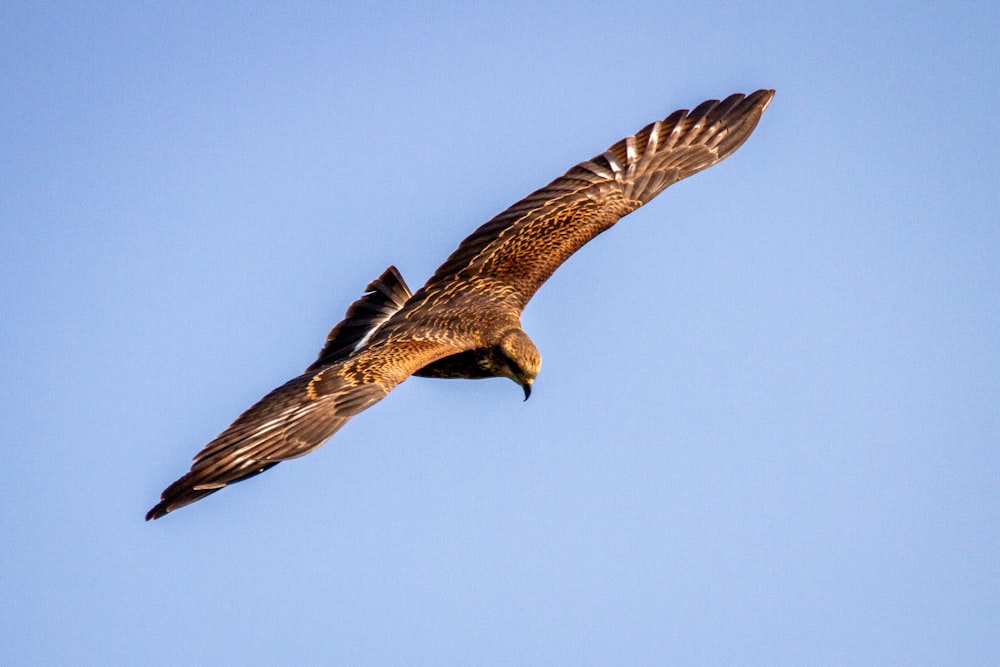 brown and white bird flying during daytime