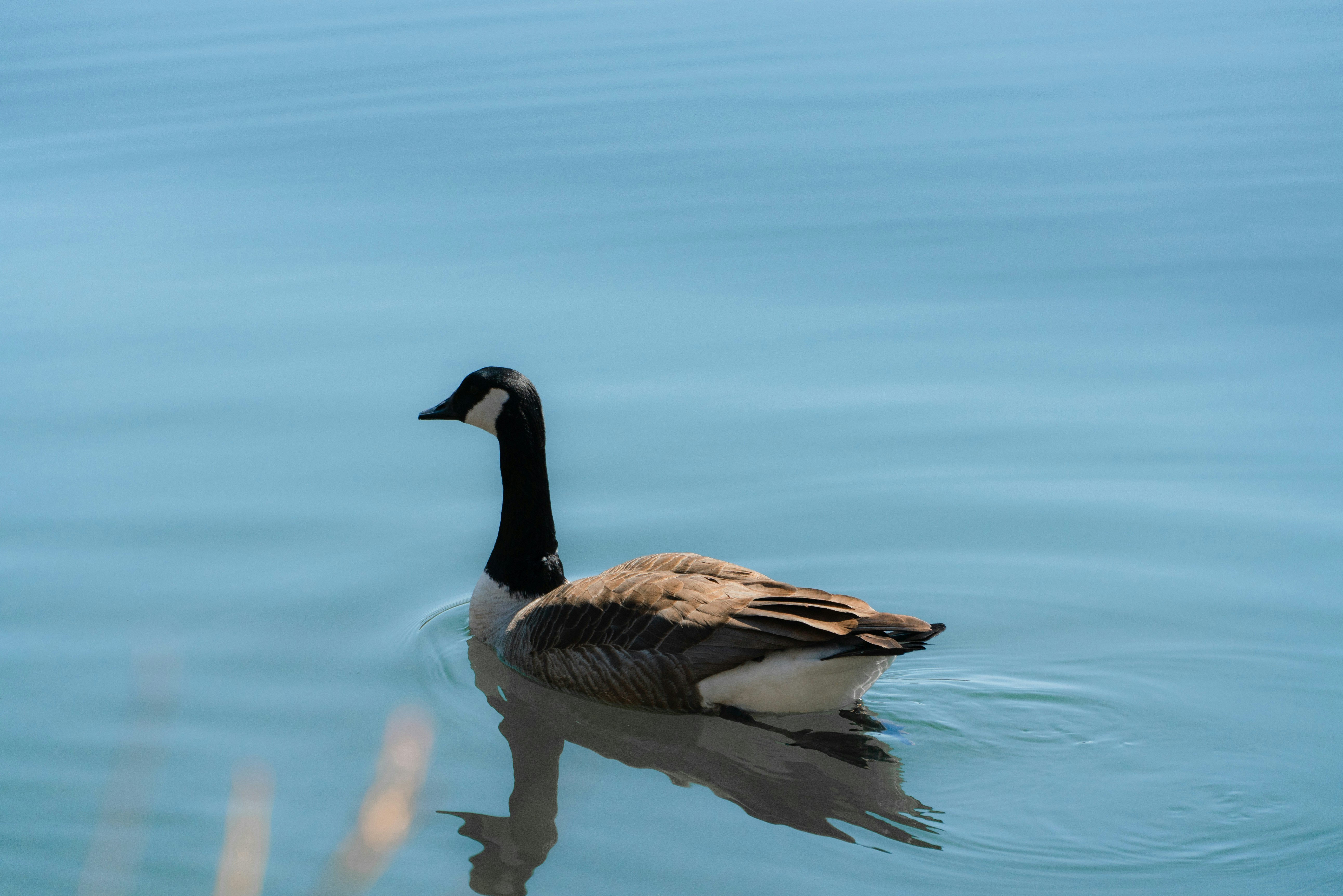 Photo by benjaminzhao