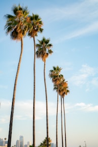 palm trees under blue sky during daytime